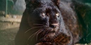 Vasárnapi családi program 2026 -  Kecskeméti Vadaskert