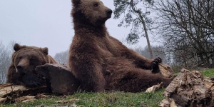 Látogatás a Veresegyházi Medveotthon területén 2026 – családi és edukatív programok