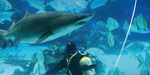 Cápaetetés Budapest 2026 - látványos családi élmény minden csütörtökön a Tropicariumban