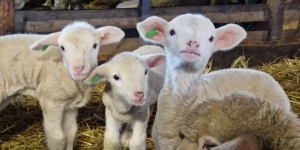 Barka Állatsimogató programok 2026 Dunakeszi