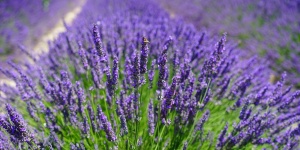 A kép illusztráció. Forrás: Pixabay.com