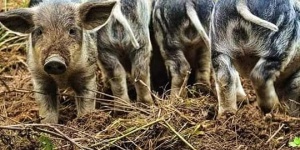 Mangalica termékeket vásárolhat az Őrségben a Batha-porta mangalicafarmjáról