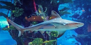 Állatkerti látványetetés Budapest 2026 - interaktív élmények a Tropicariumban