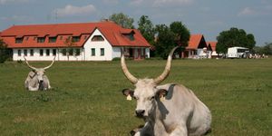 Sterbetz István Túzokvédelmi Látogatóközpont programok 2026