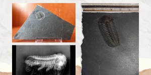 A kőzetek és az őslények világa