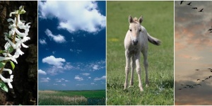 Hortobágyi fotózás 2026 - Fotótúrák a Hortobágyi Nemzeti Park szervezésében