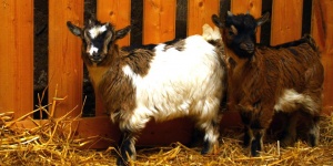 Állatsimogató Fenyvespusztán Zalakaros közelében