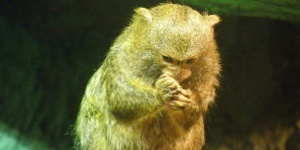 Majom látványetetés Budapest 2026 - Interaktív állatetetés a Tropicariumban