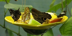 Lepkekert látogatás Szegeden, trópusi lepkecsodákban gyönyörködhetünk a SZTE Füvészkertben