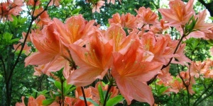 Tiszakürti Arborétum programok 2026