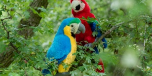 Madarak és Fák Napja Debrecen 2026 - Jeles napi programok az Állatkertben