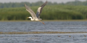 Tisza-tó gyalogtúra 2026 - Fedezze fel egyénileg a Tisza-tó élővilágát!