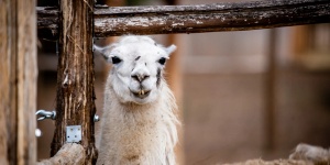 Egzotikus Állatpark programok 2026 Előszállás