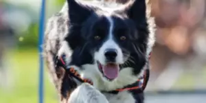 Medivid Agility Kupa és ParAgility Kupa Gyula 2026