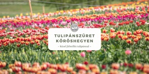 Tulipánszüret Kőröshegy 2026 - Tulipán szedd magad a kőröshegyi tulipánkertben