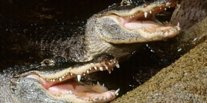 Aligátor etetés Budapest 2026 - különleges élmény a Tropicariumban