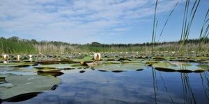 Kolon-tó madárvilága, kirándulás egész évben az Aqua Colun-tanösvényen