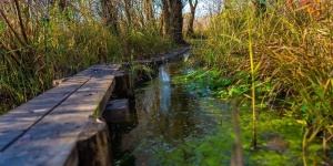 Tisza-tavi túrák 2026 - Barangold be velünk az Örvényi Pákász Tanösvényt!