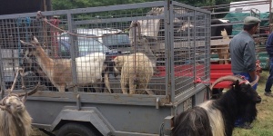 Dunaföldvári Országos Állat- és kirakodóvásár 2026 - Vásárok Dunaföldváron