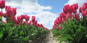 Tulipánszüret Szőlősgyörök 2026 - Tulipánszedés a TulipGarden Balaton tulipánkertben
