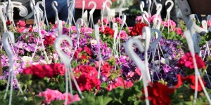 Virágvásár programok 2026 - Események, rendezvények