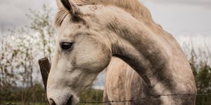 Csemete Lovaspark Nyergesújfalu