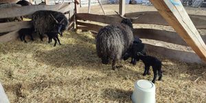 Puszta Monostori Birkás Állatfarm Szigetmonostor