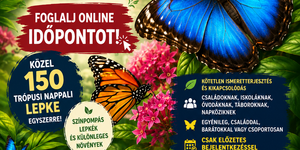 Motobutterfly Lepkekert Szigetszentmiklós