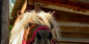 Lipi Lovasudvar Harka