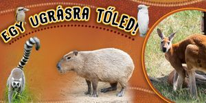 Kenguru Park Tiszaderzs