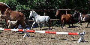 Akadémia Pónilovaglás és Lovasiskola Budapest