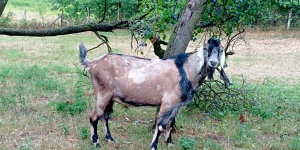 Nubistic Kecskefarm Nemesapáti