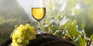 Károly Gazda Somlói Kispincéi