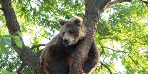 Veresegyházi Medveotthon