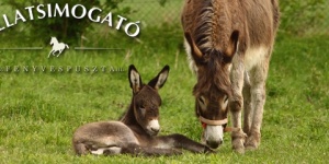 Állatsimogató Fenyvespuszta