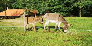 Őshonos Állatpark Alsóújlak