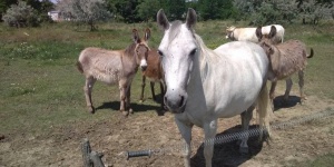 Állatsimogató és halastó Tiszasas