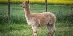 Liget Alpaka Farm Jobaháza