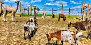 NoliLand Állatsimogató Kocs