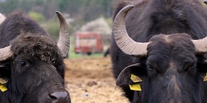 Mátrai Bivalyrezervátum Szurdokpüspöki