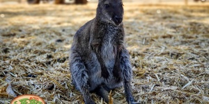 Autós Safari Park Pusztaottlaka