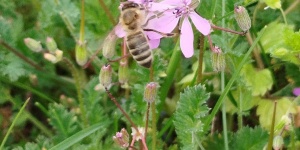 Isodyana Botanikus Kert - Krisna-völgy Somogyvámos