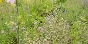 Benedekfű gyógy- és fűszernövénykert Isaszeg