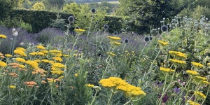 Pillangókert Isztimér