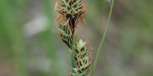 Jónásrészi tanösvény