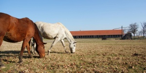 Révbéri Lovascentrum