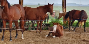 Mitró Ranch Szuhakálló