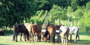 Boldogfai Lovastanya