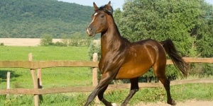 Öregmajor- Maximum Lovasklub Nagysáp