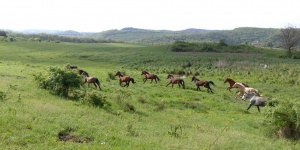 Forrás Lovastanya Mátracserpuszta